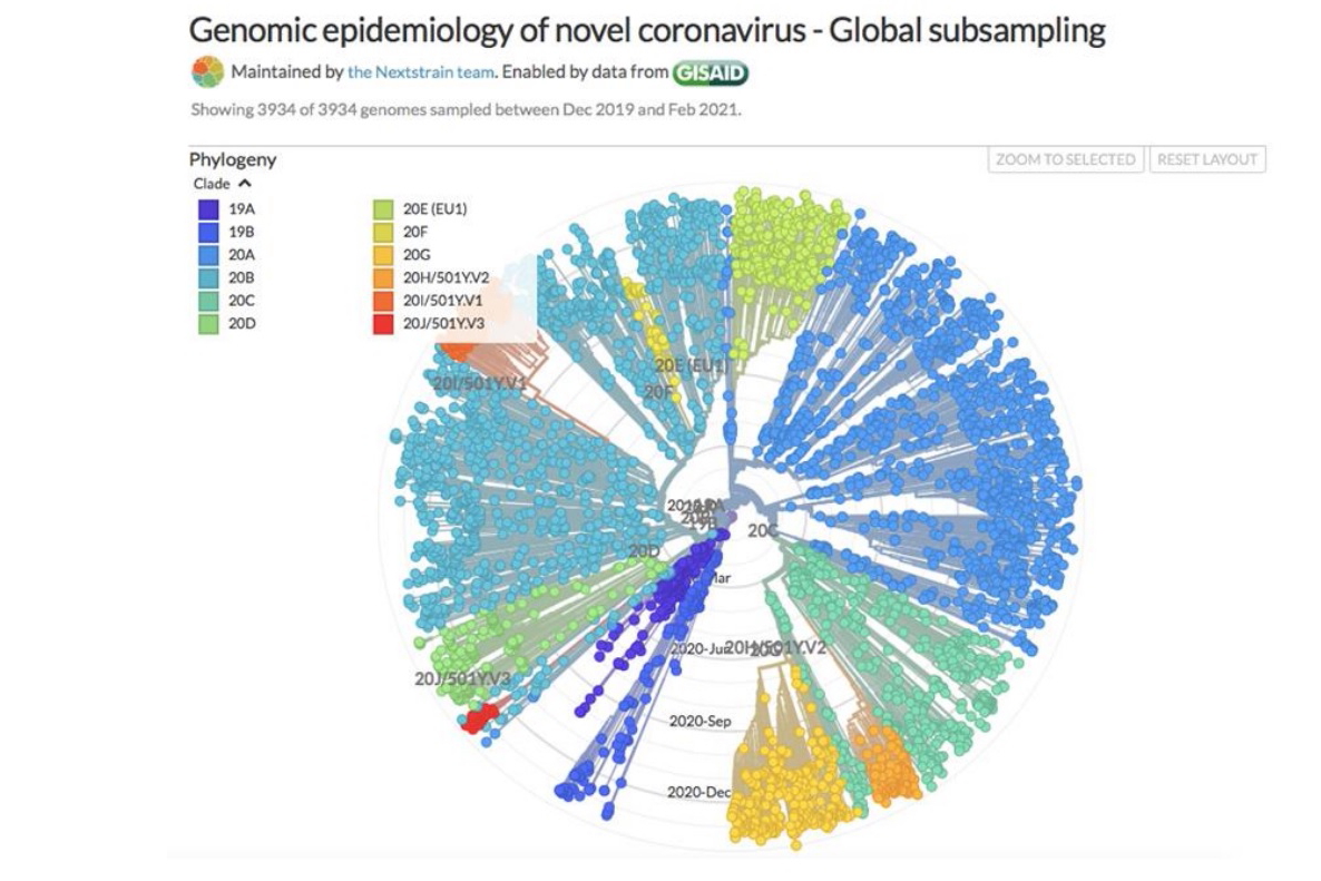 Genomic Epidemiology of Novel Coronavirus COVID19 maintained by the Nextstrain Team and enabled by data from GISAID Click to enlarge.