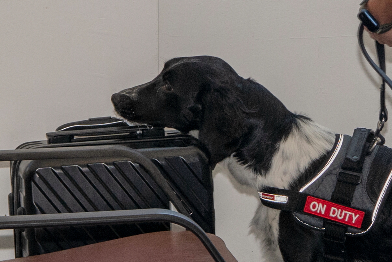 Hong Kong International Airport (HKIA) has enhanced security with a new canine unit managed by Aviation Security (AVSECO). Click to enlarge.