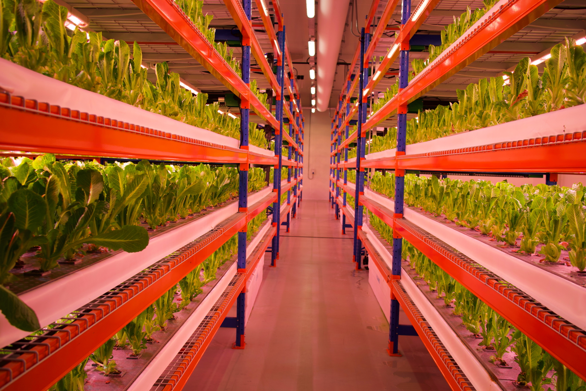 Dubai is now home to the world's largest hydroponic farm. Click to enlarge.