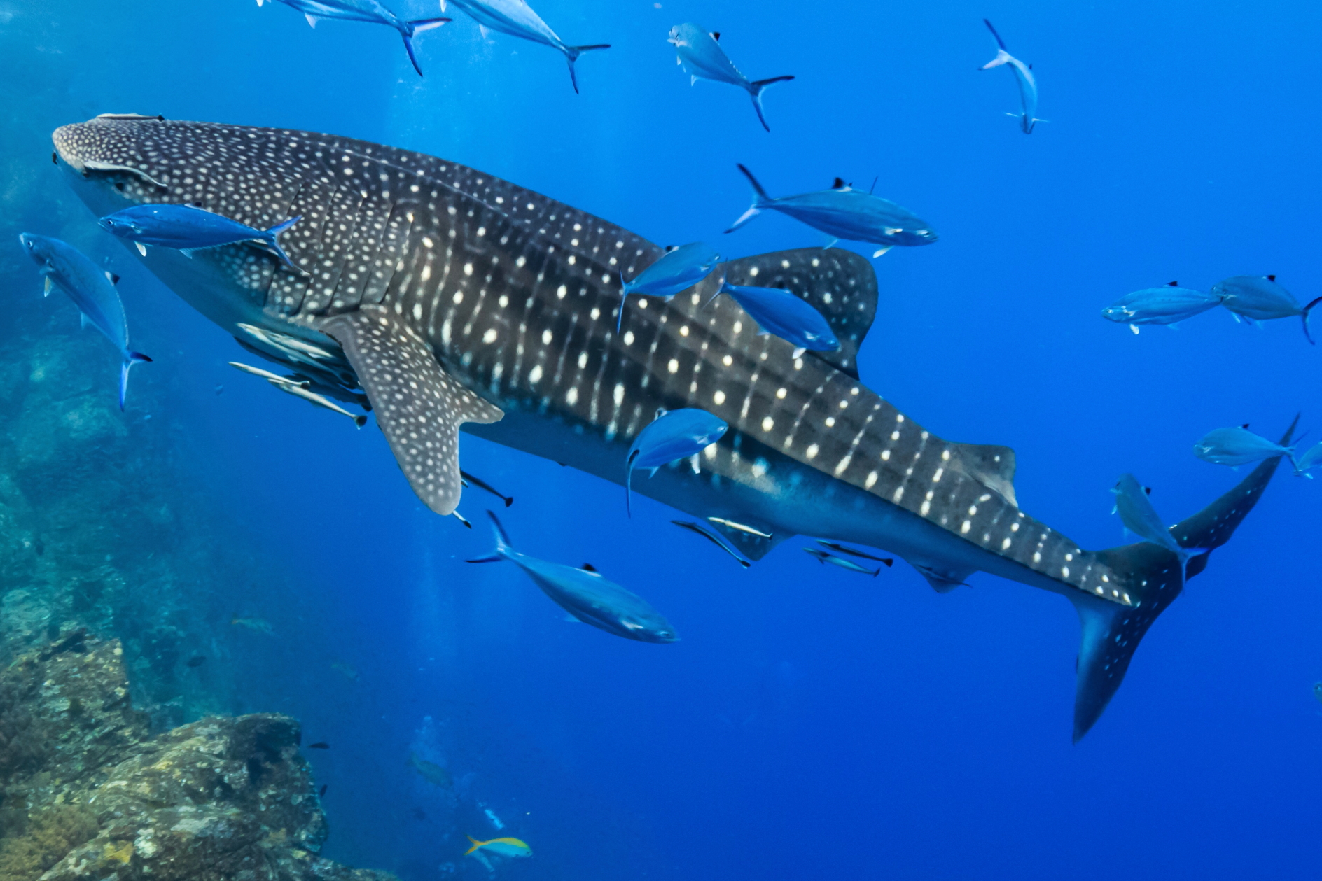 Whale shark with fish. Click to enlarge.