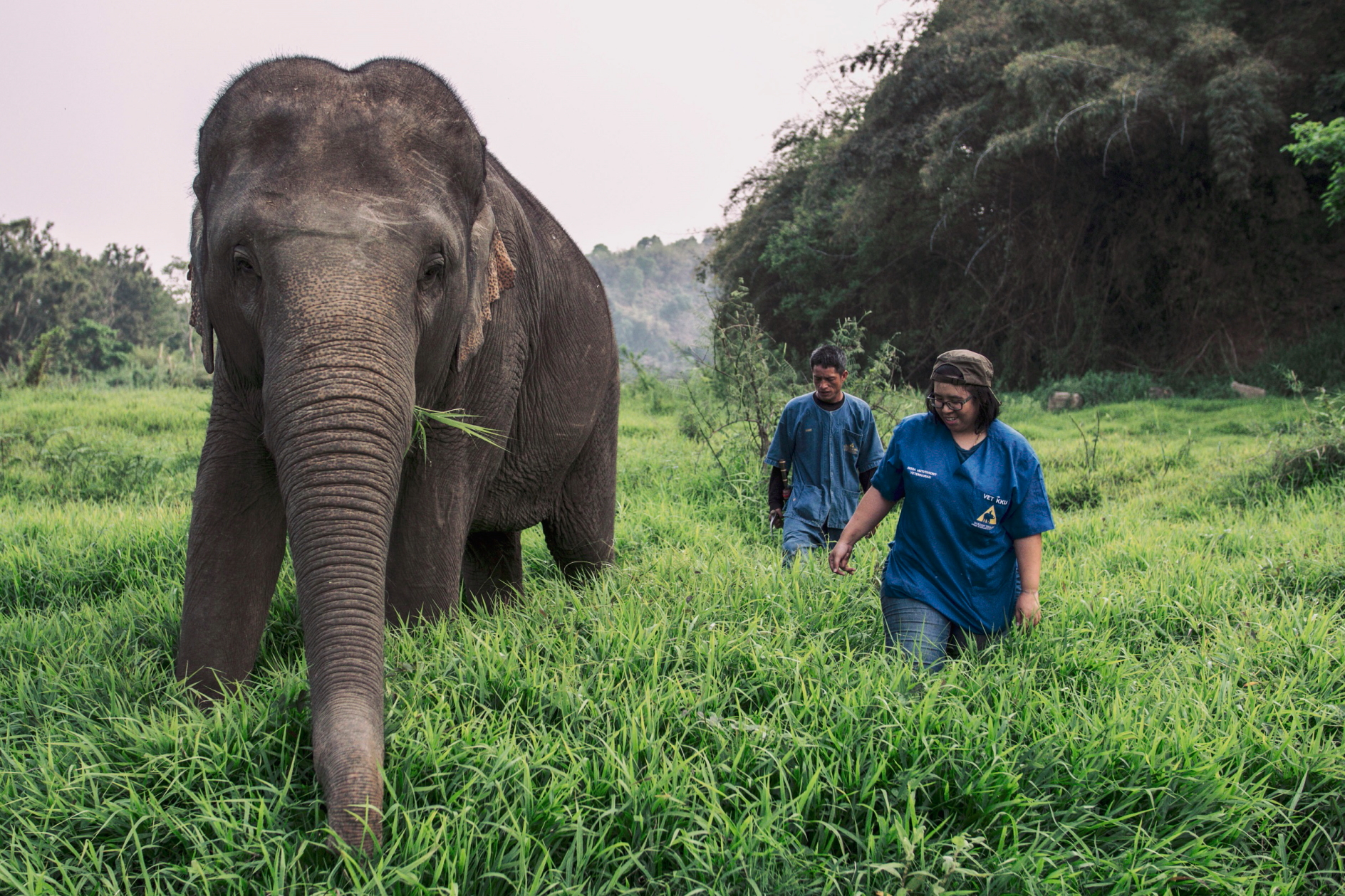 Dr. Nissa Mututanont, Head Elephant Veterinarian at the Golden Triangle Asian Elephant Foundation (GTAEF) and Anantara Golden Triangle Elephant Camp & Resort.. Click to enlarge.