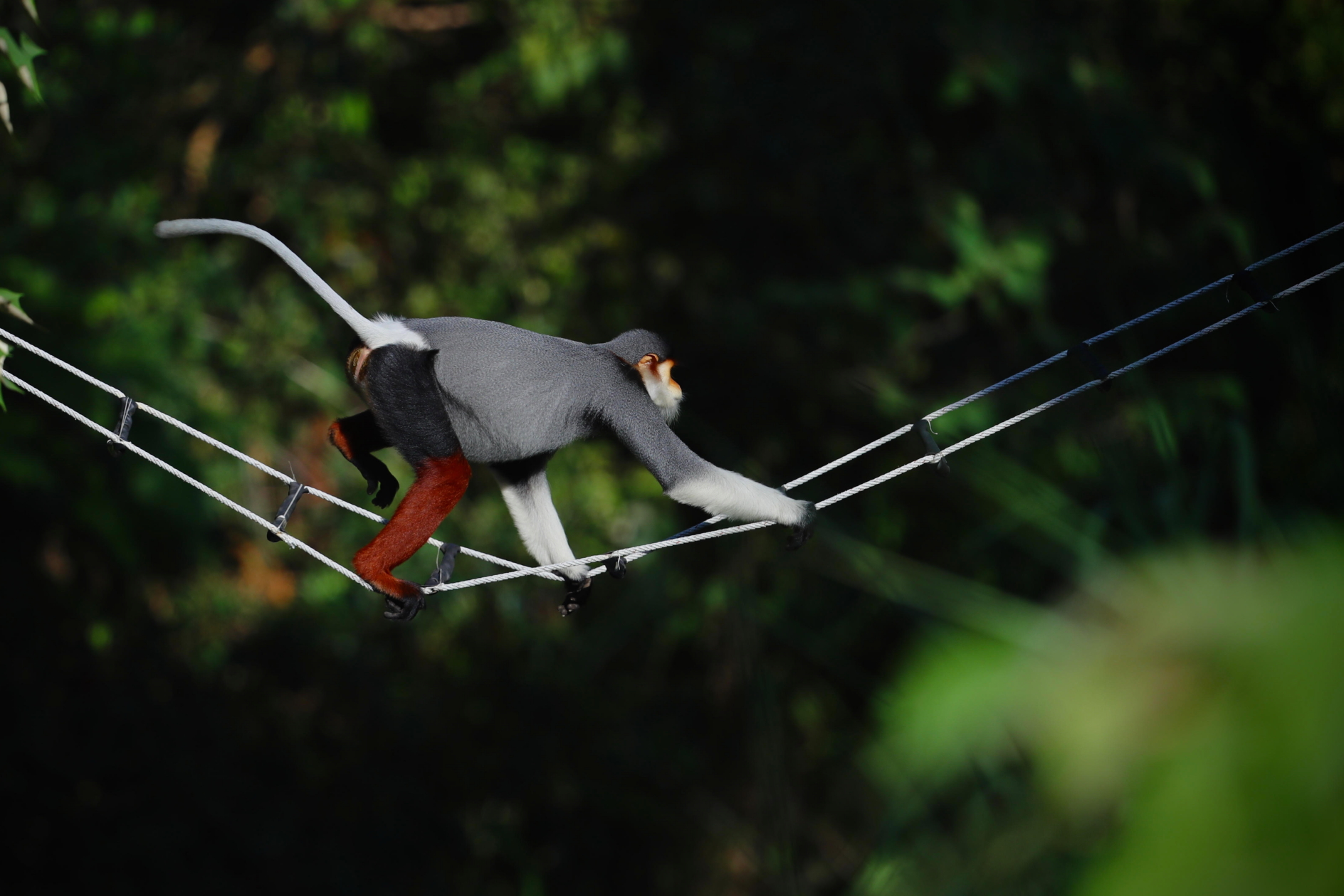 A red-shanked douc langur using one of the 'monkey bridges' at the Inter-Continental Danang in Vietnam. Click to enlarge.