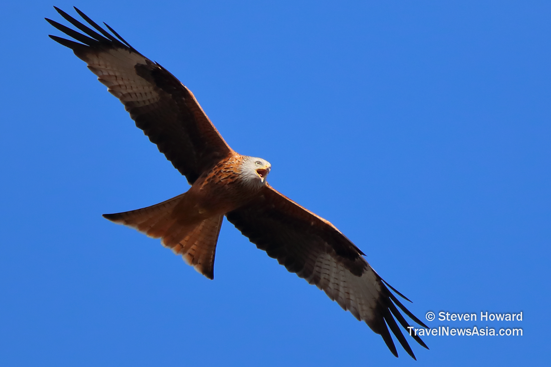 Red Kite. Picture by Steven Howard of TravelNewsAsia.com Click to enlarge.